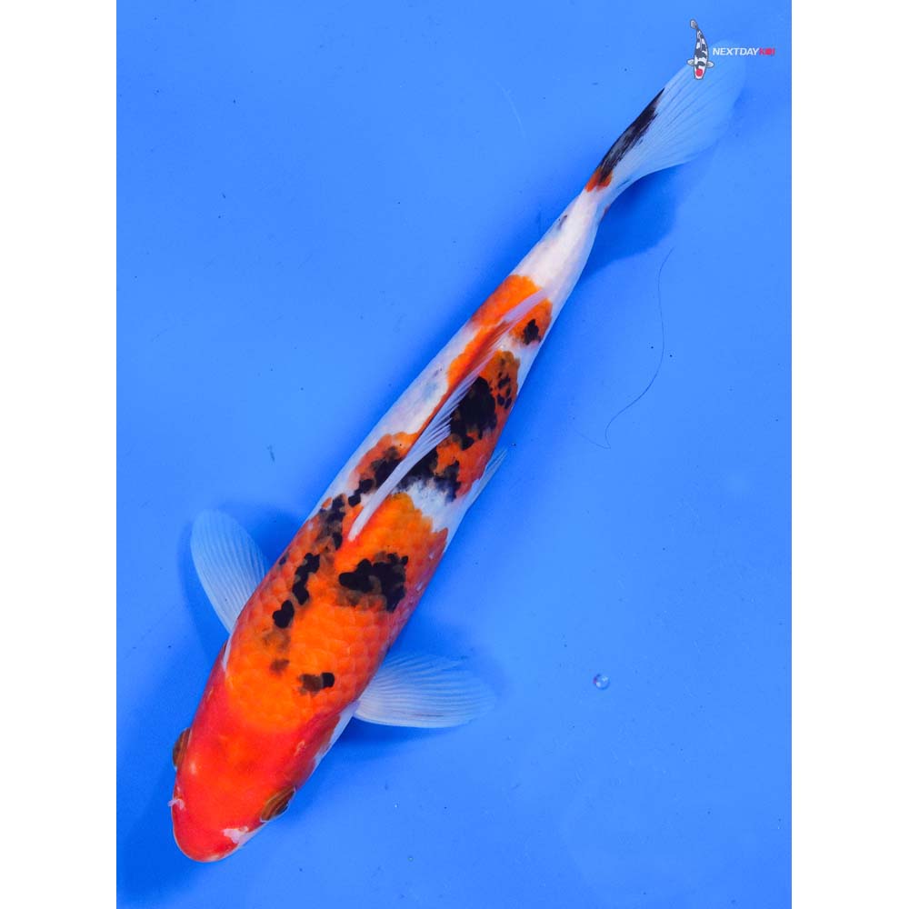 8.5” Imported Sanke