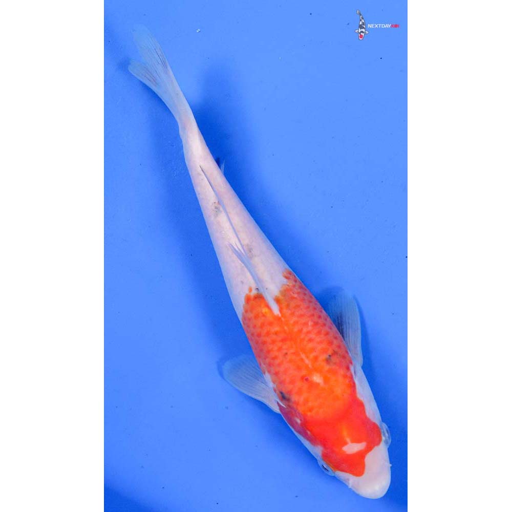 8” Imported Kohaku