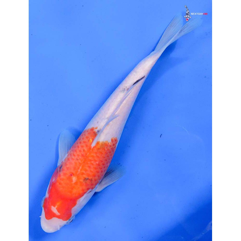 8” Imported Kohaku