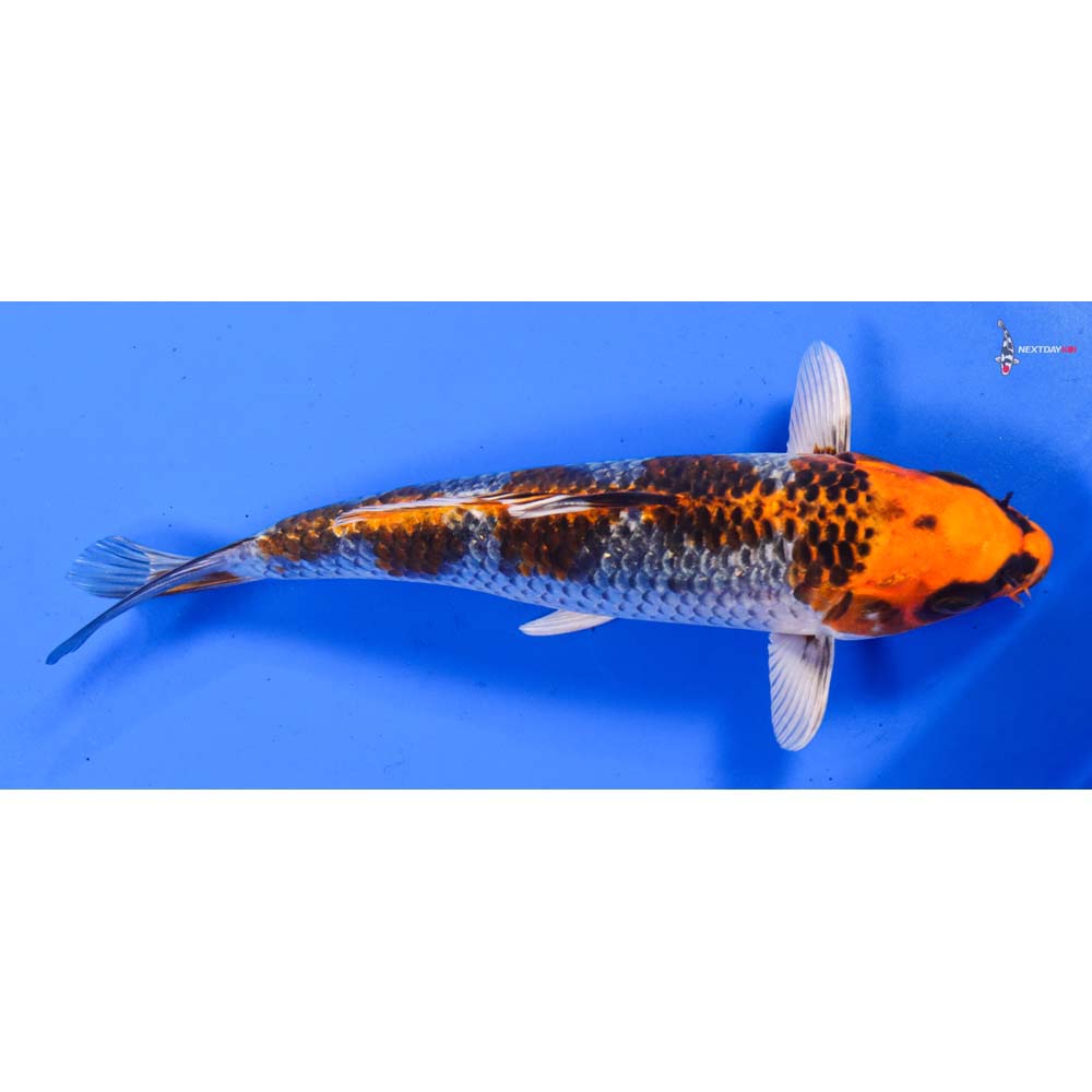 8” Imported Kujaku