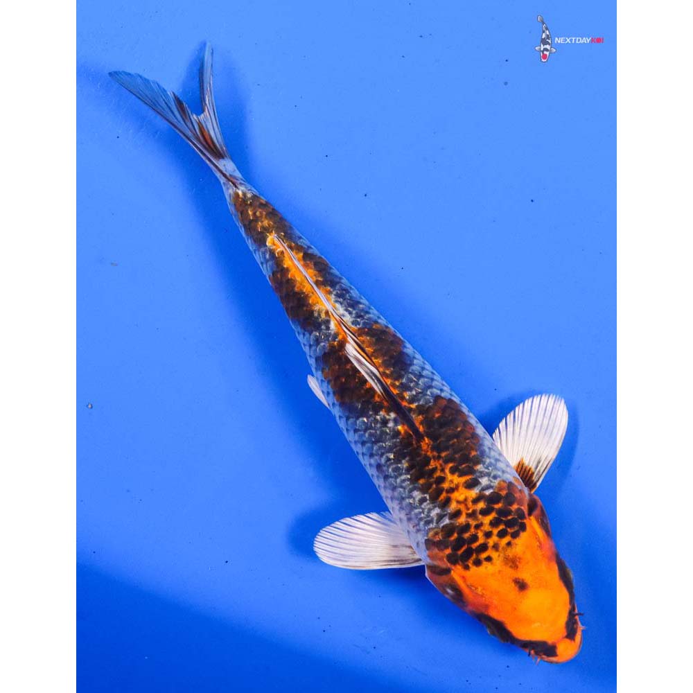 8” Imported Kujaku