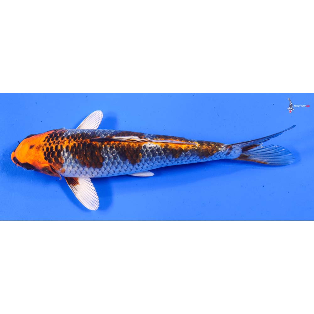 8” Imported Kujaku