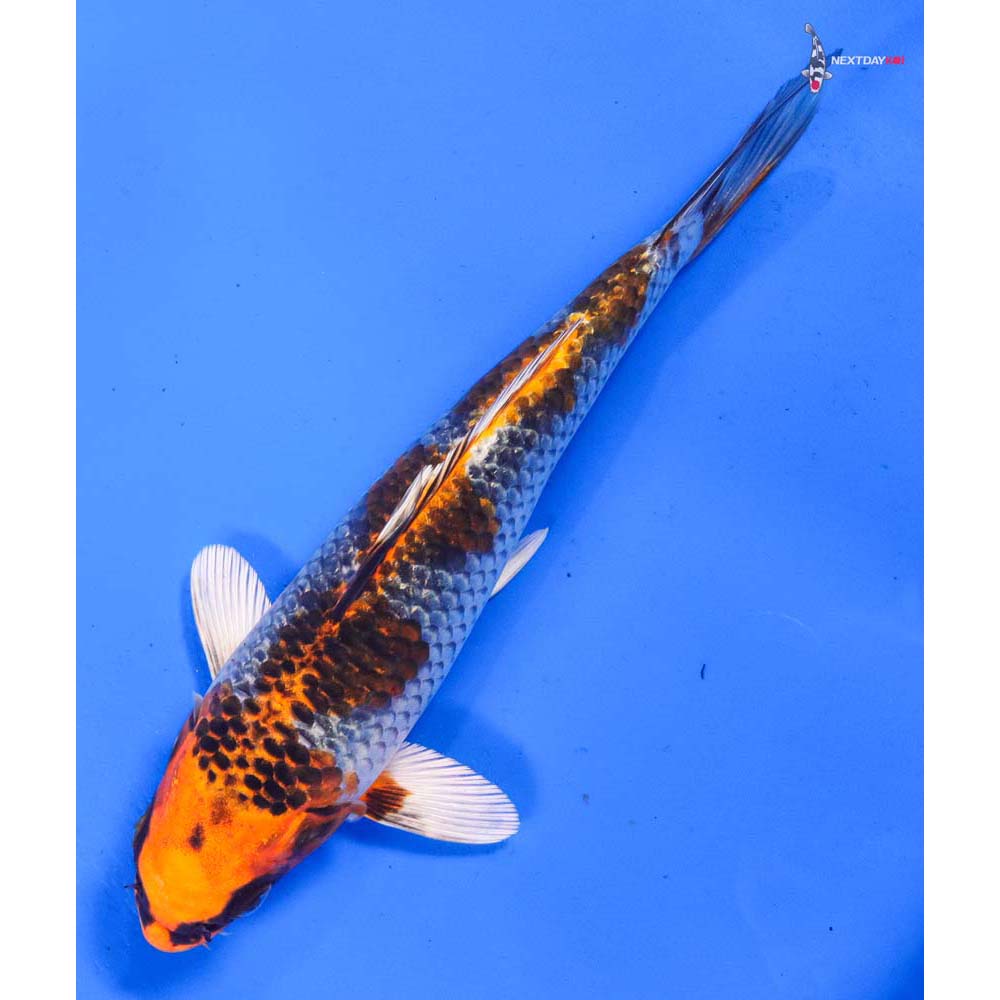 8” Imported Kujaku