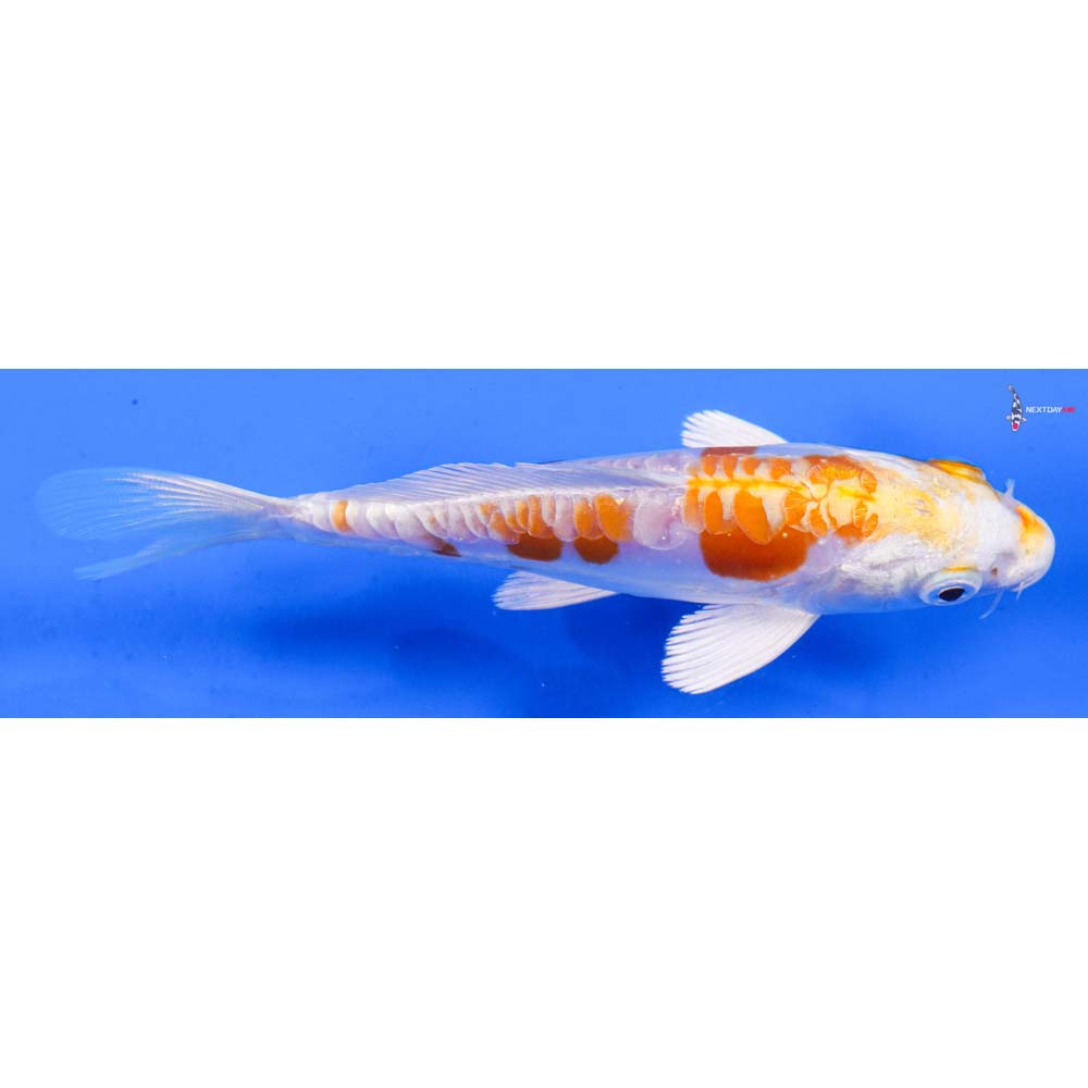 5” Imported Kikusui