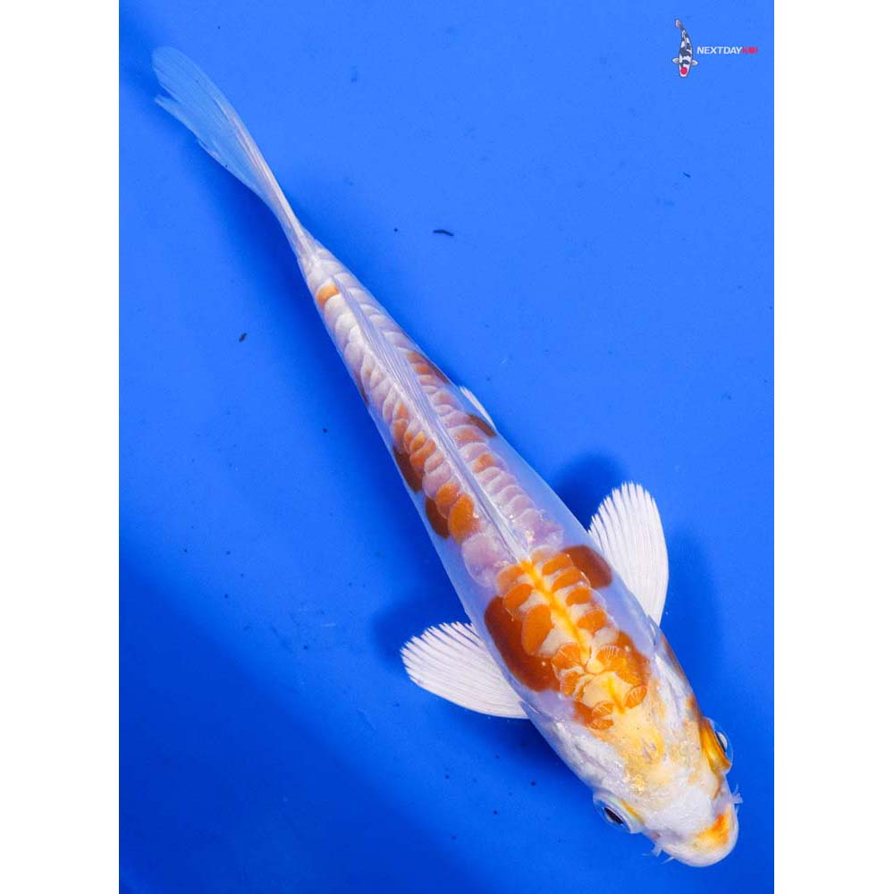 5” Imported Kikusui