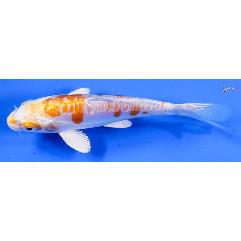 5” Imported Kikusui