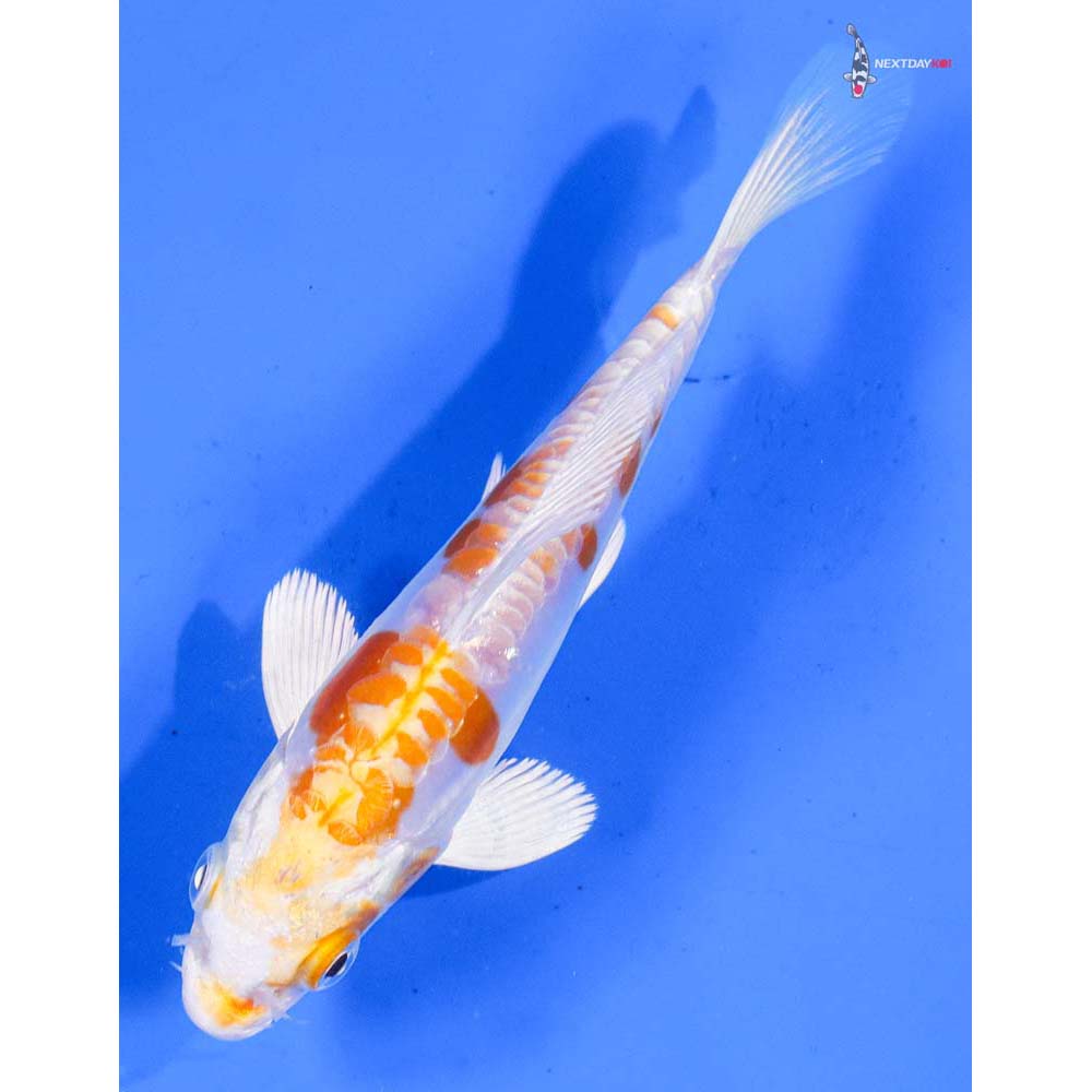 5” Imported Kikusui