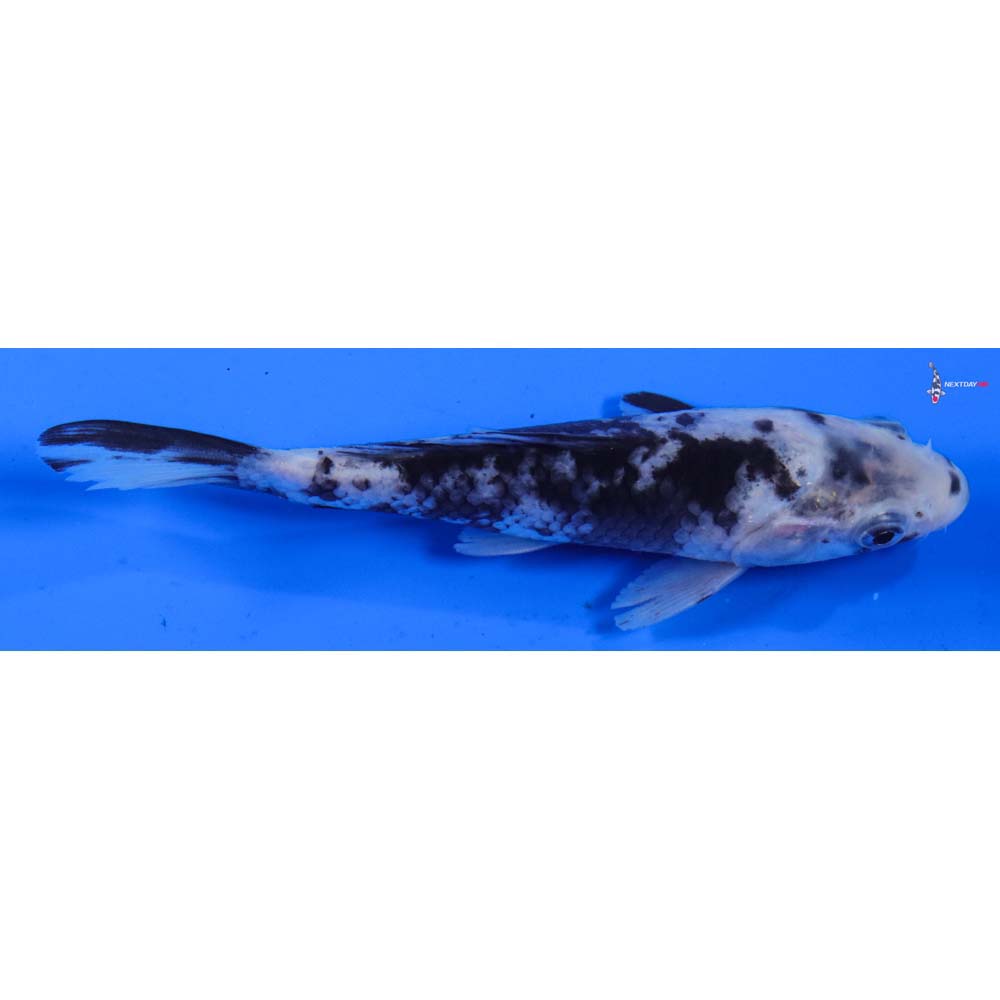 5” Imported Matsukawabakke