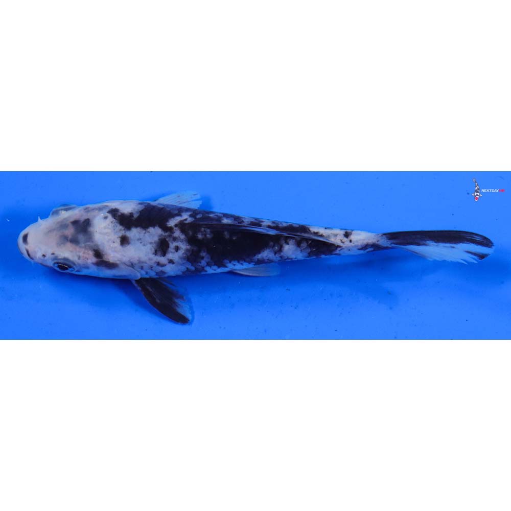 5” Imported Matsukawabakke