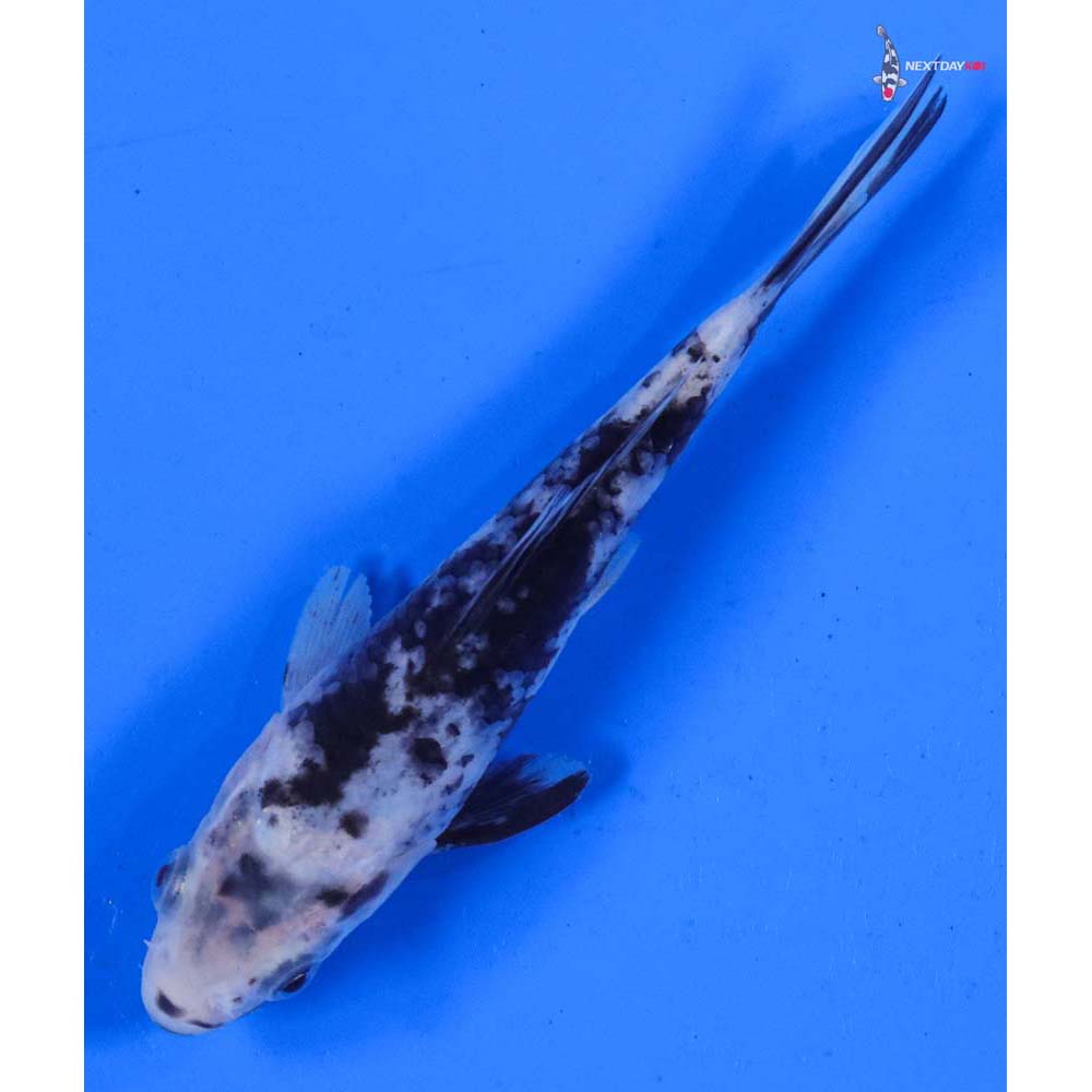 5” Imported Matsukawabakke