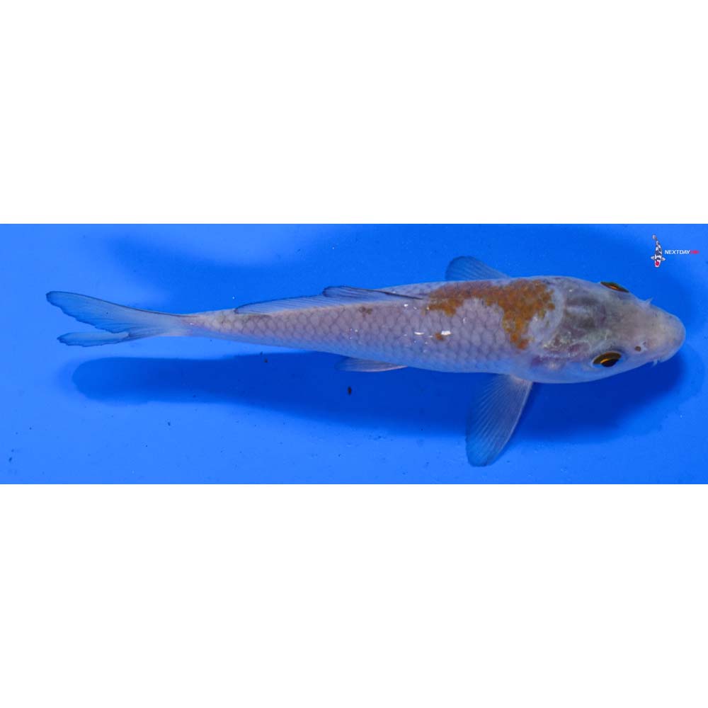 5” Imported Ochiba Shigure