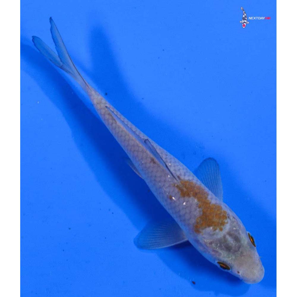 5” Imported Ochiba Shigure