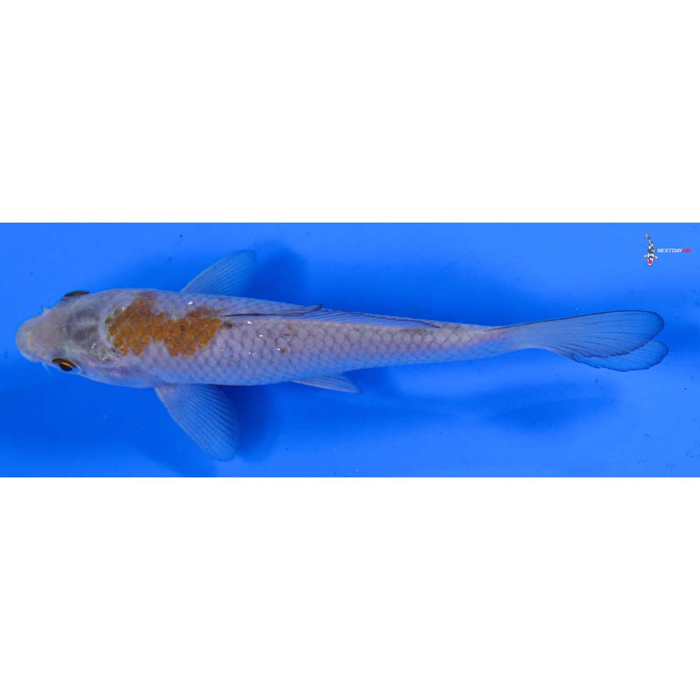 5” Imported Ochiba Shigure