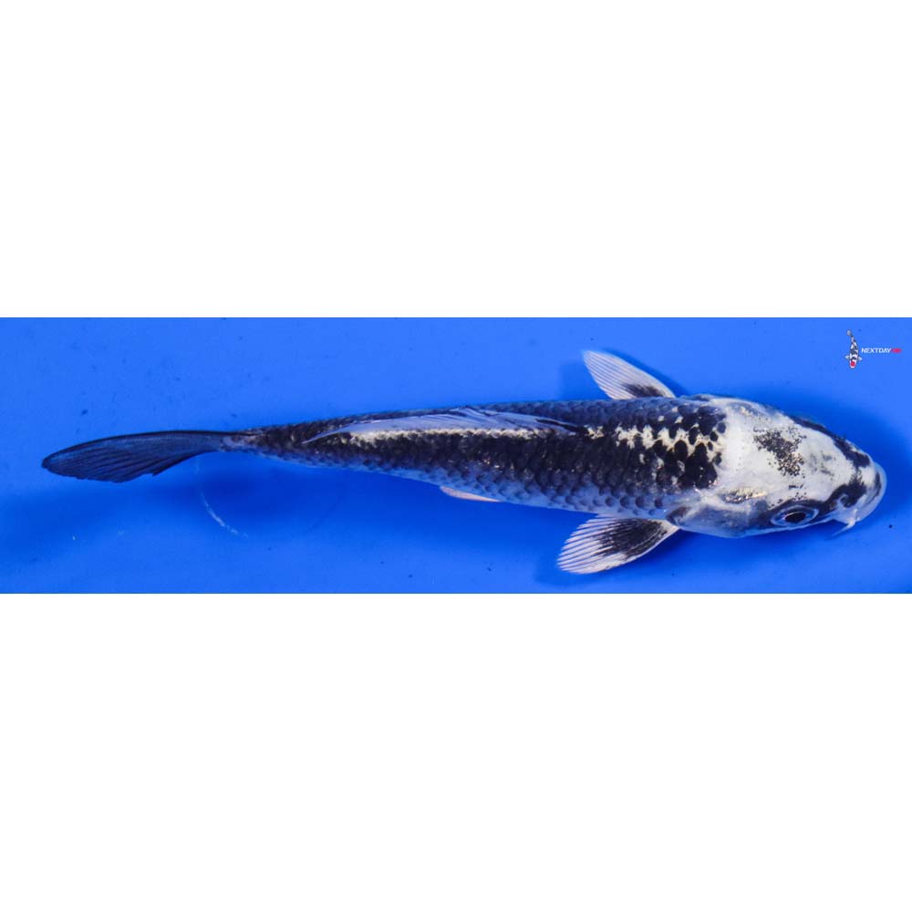5” Imported Gin Matsuba
