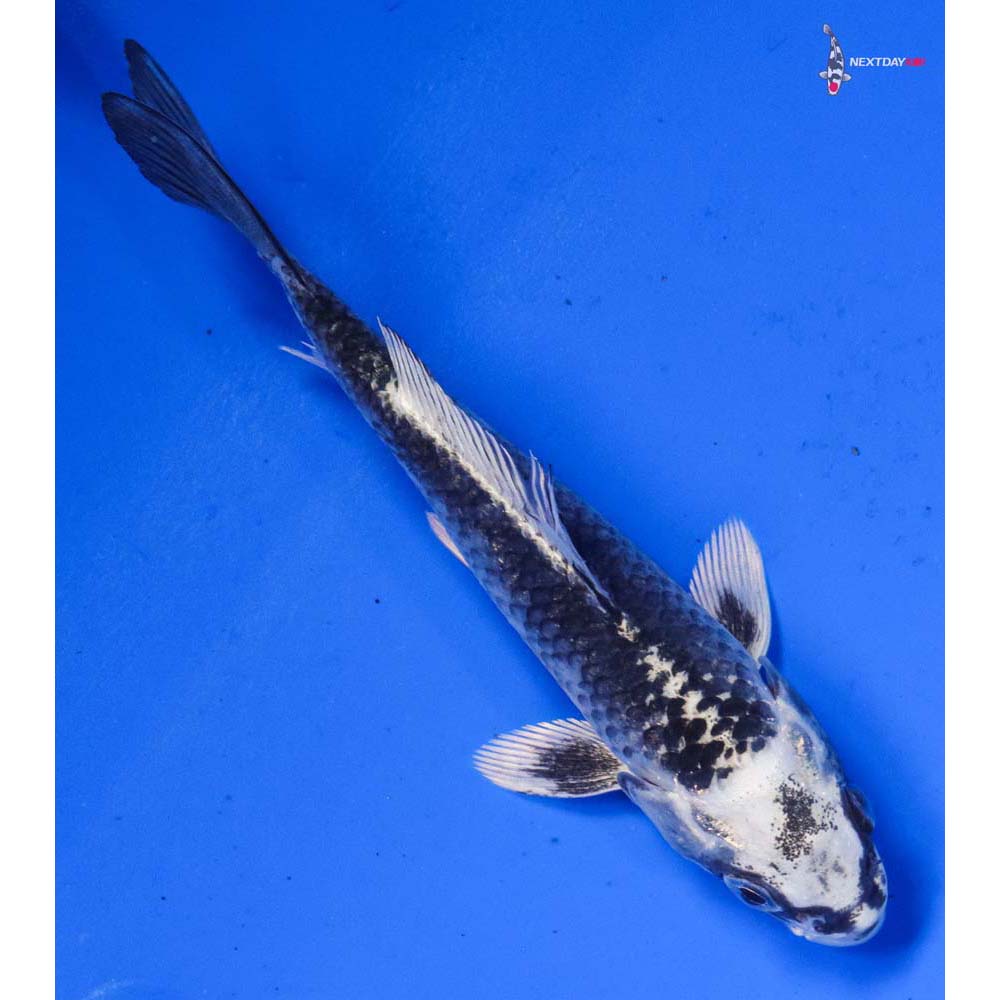 5” Imported Gin Matsuba