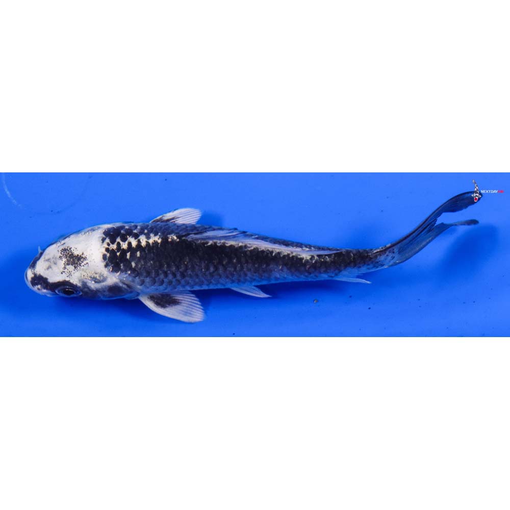 5” Imported Gin Matsuba