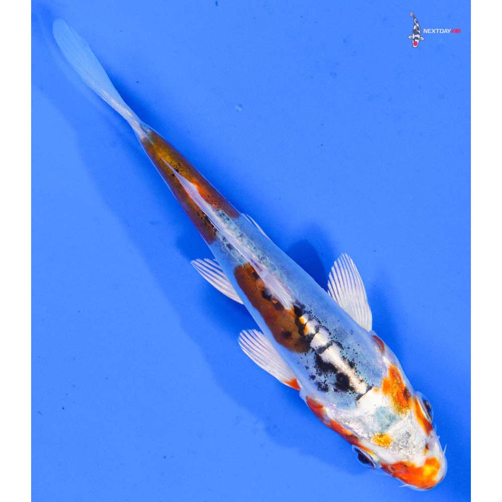 5” Imported Heisei Nishiki