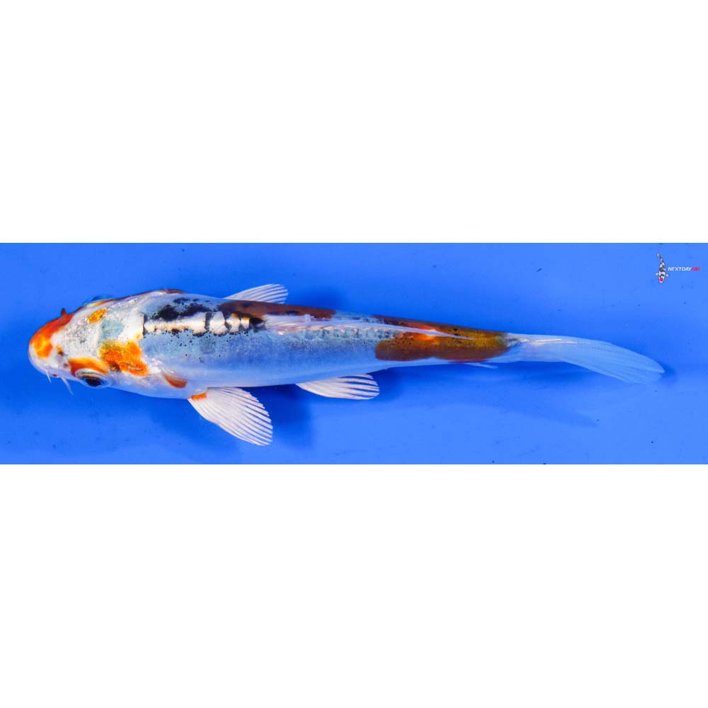 5” Imported Heisei Nishiki