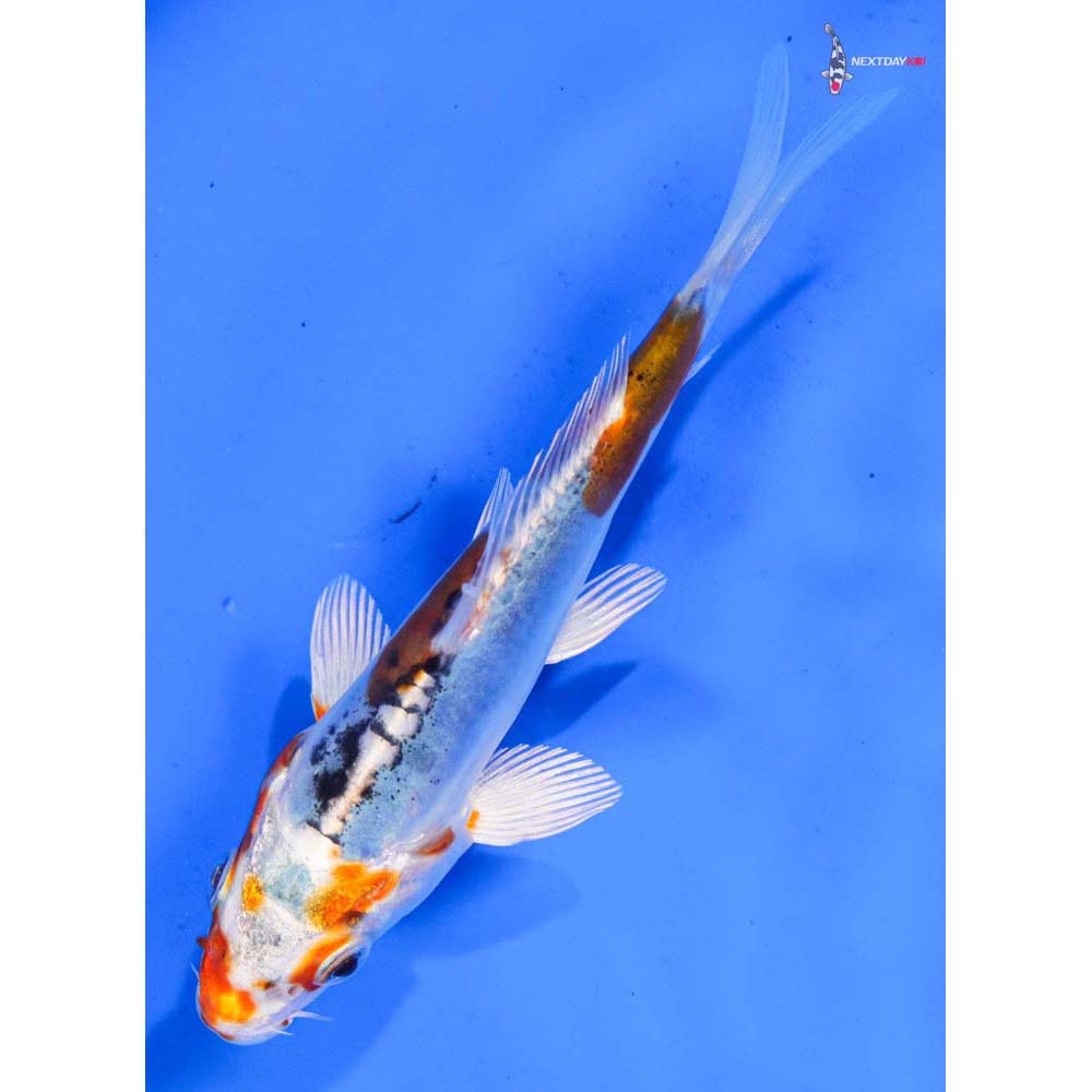 5” Imported Heisei Nishiki