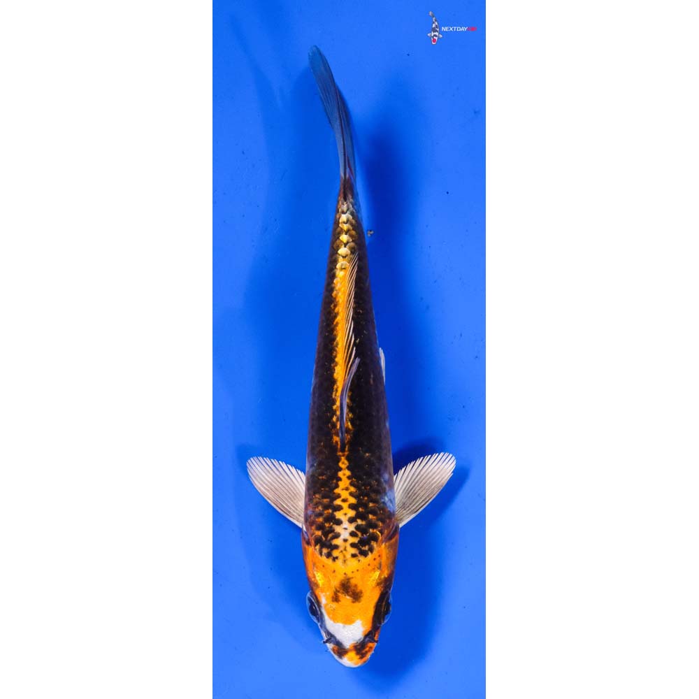 5.5” Imported Kujaku