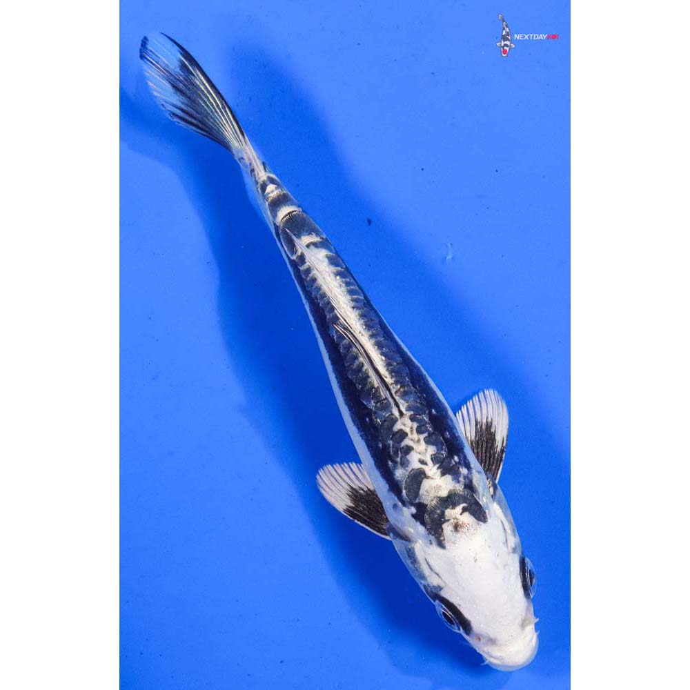 6” Imported Kikokuryu