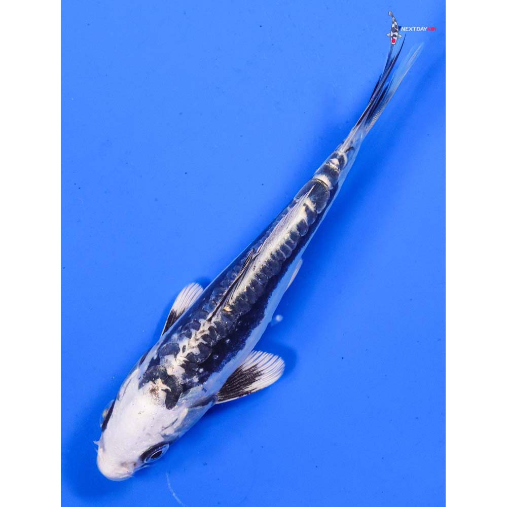 6” Imported Kikokuryu