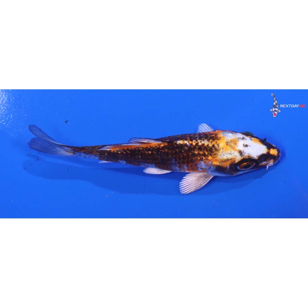 4” Imported Kujaku