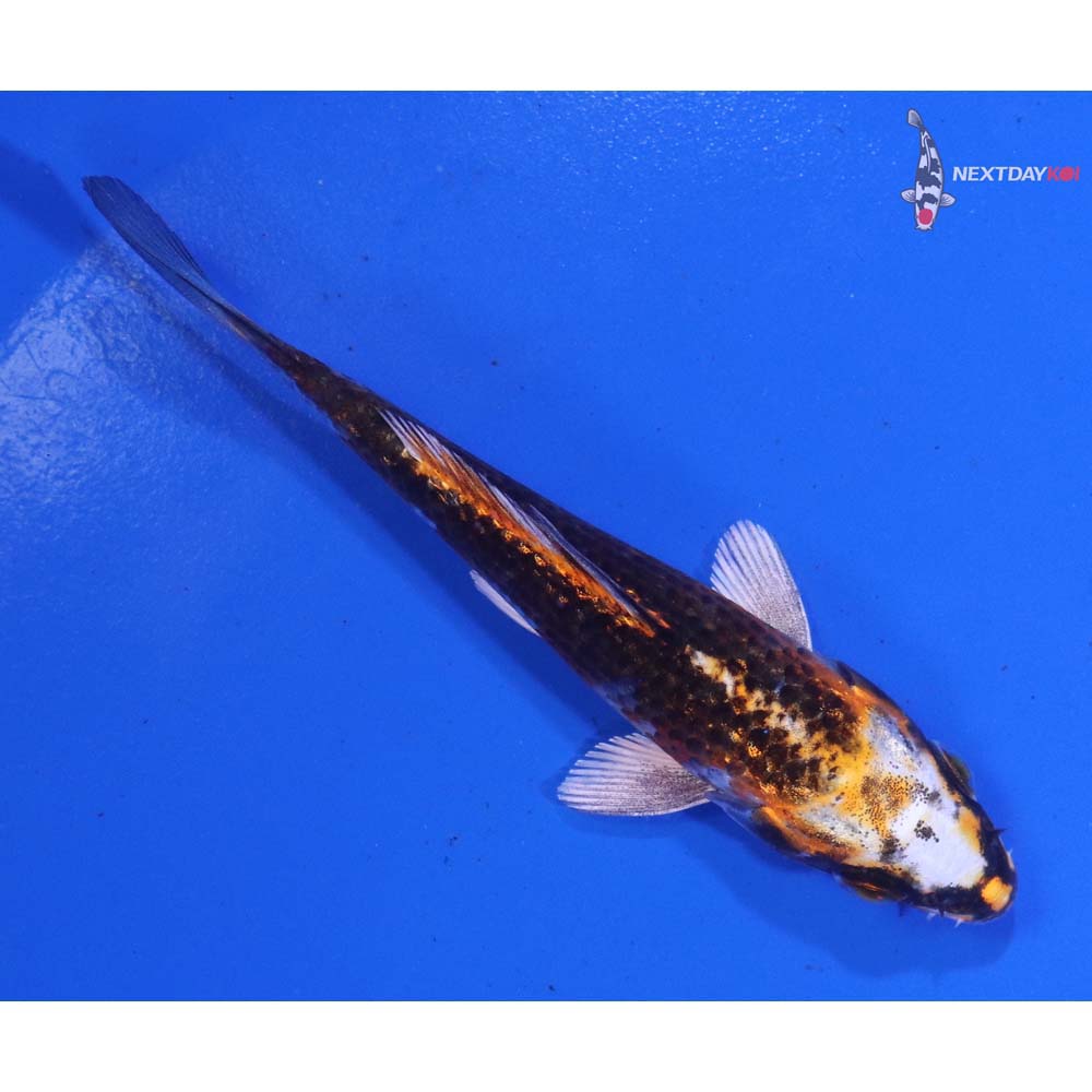 4” Imported Kujaku