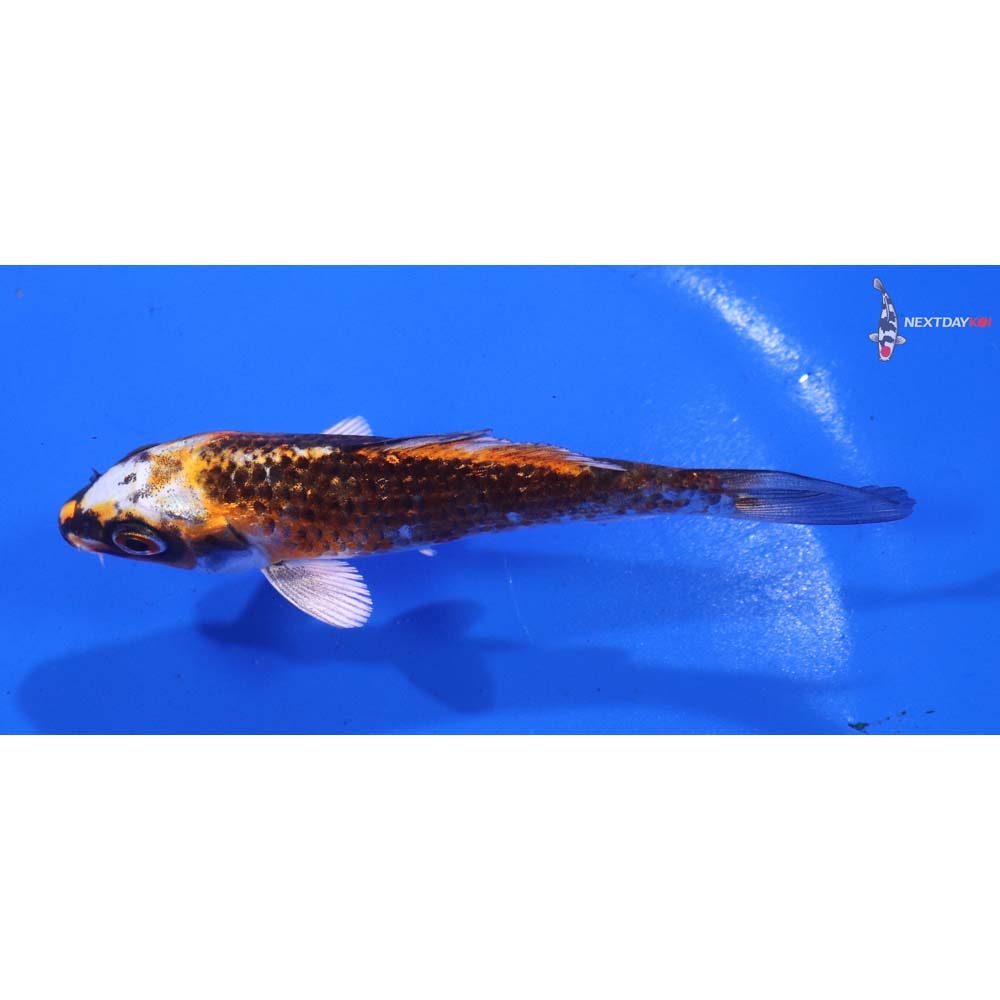 4” Imported Kujaku