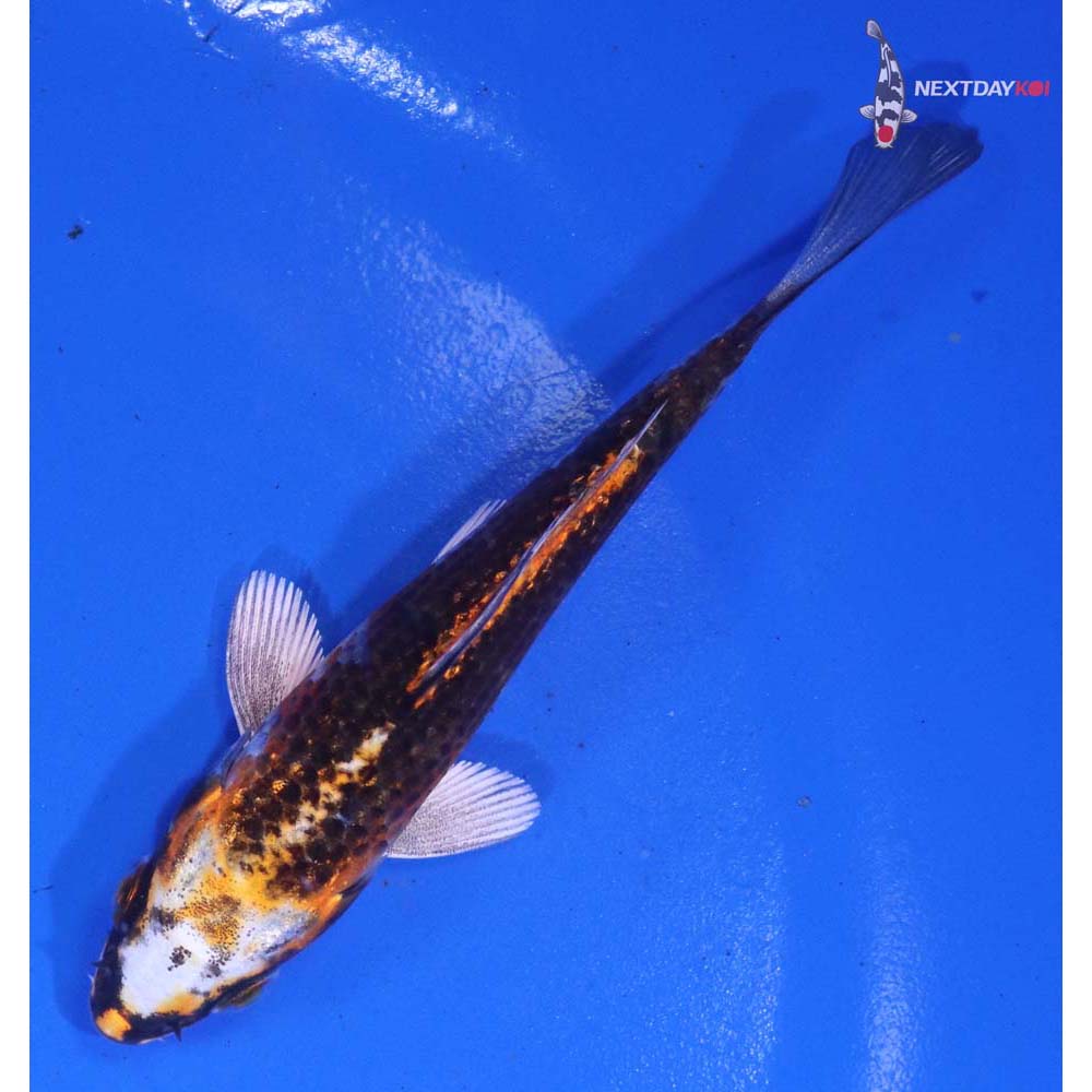 4” Imported Kujaku