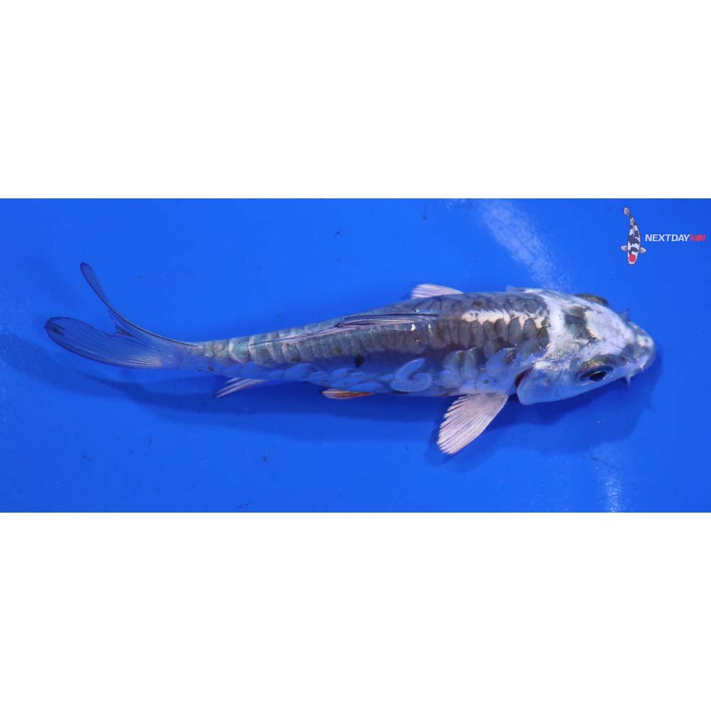 4” Imported Doitsu Kujaku