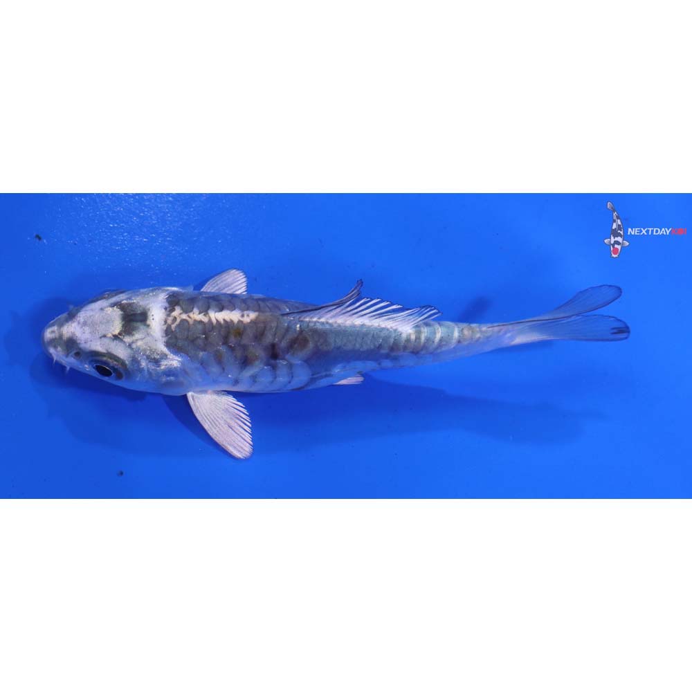 4” Imported Doitsu Kujaku