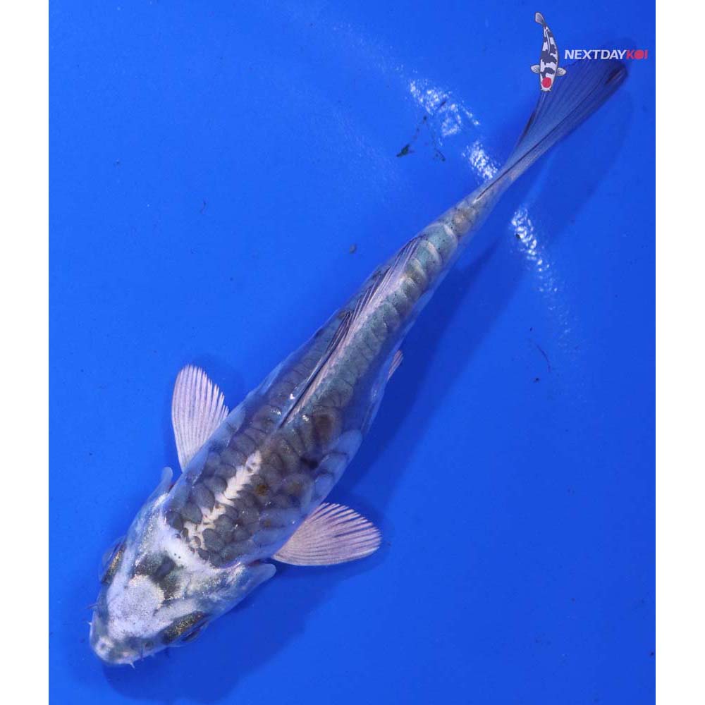 4” Imported Doitsu Kujaku