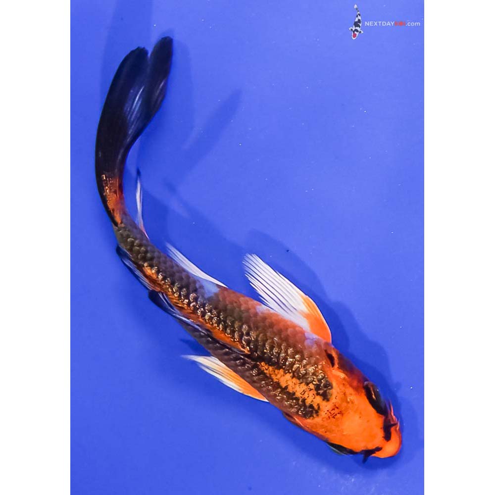 4” Imported Gin Rin Kujaku Butterfly Koi