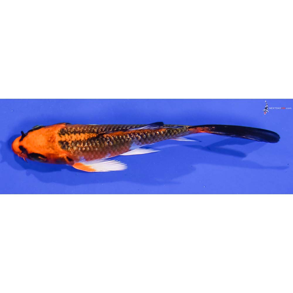 4” Imported Gin Rin Kujaku Butterfly Koi