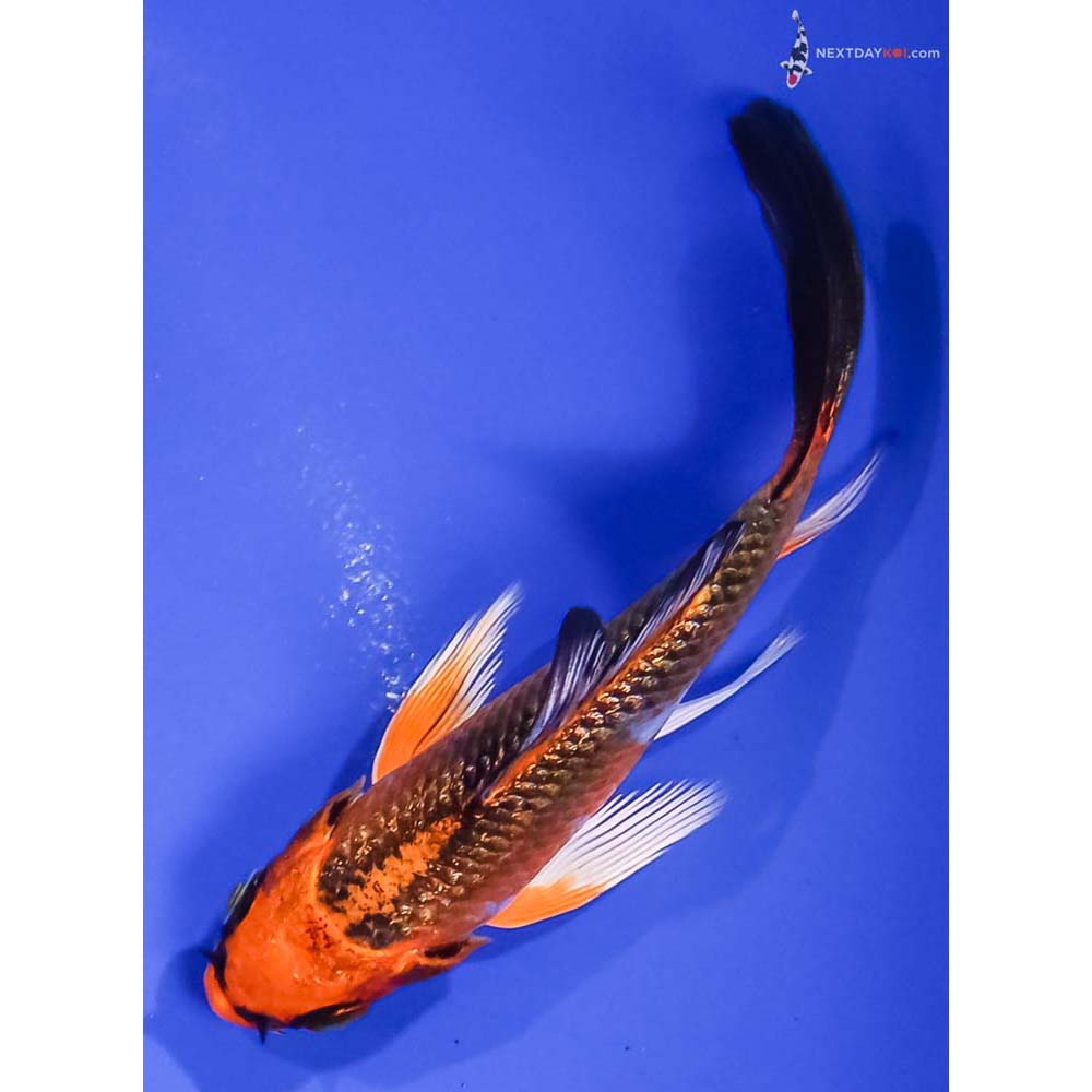 4” Imported Gin Rin Kujaku Butterfly Koi