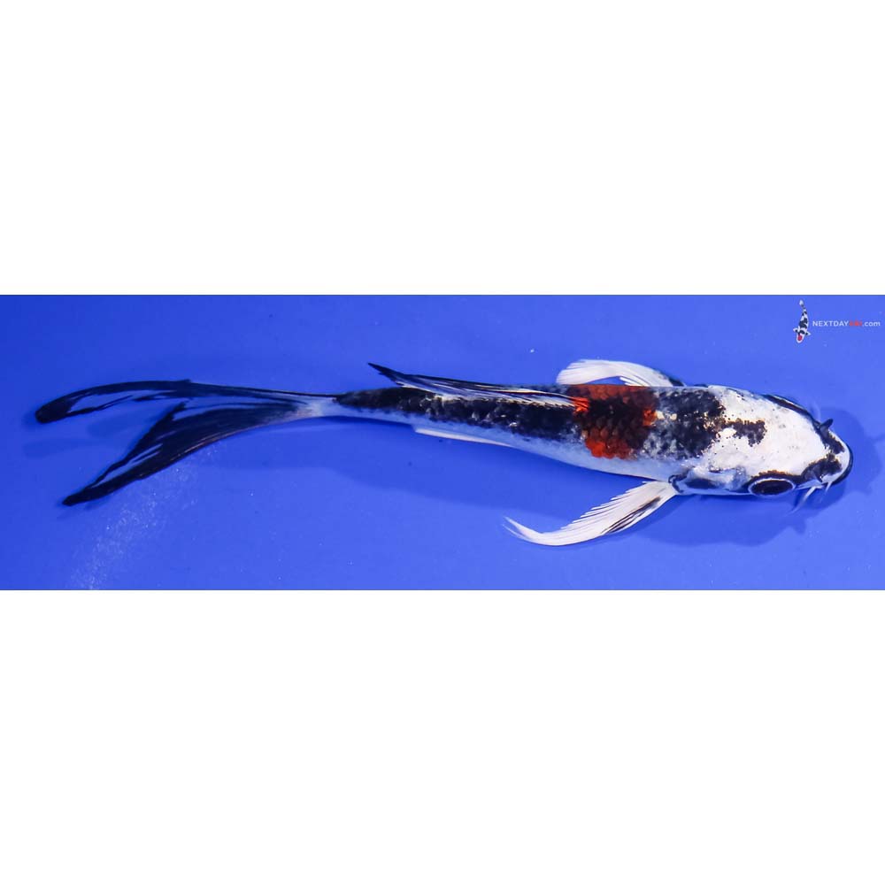 5” Imported Kujaku Butterfly Koi