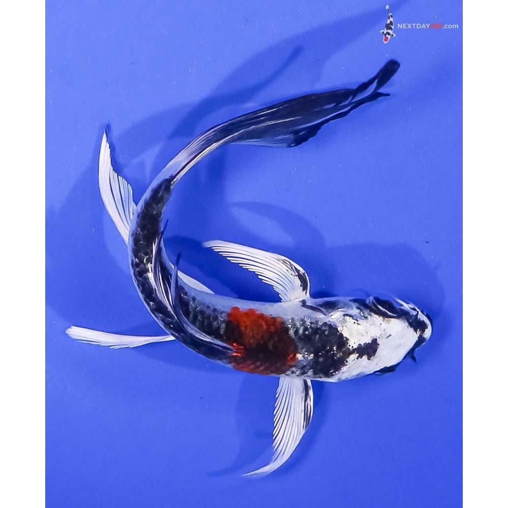 5” Imported Kujaku Butterfly Koi