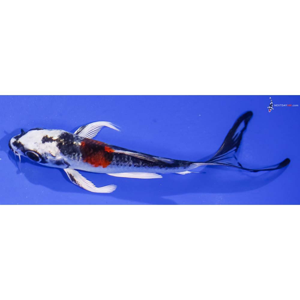 5” Imported Kujaku Butterfly Koi