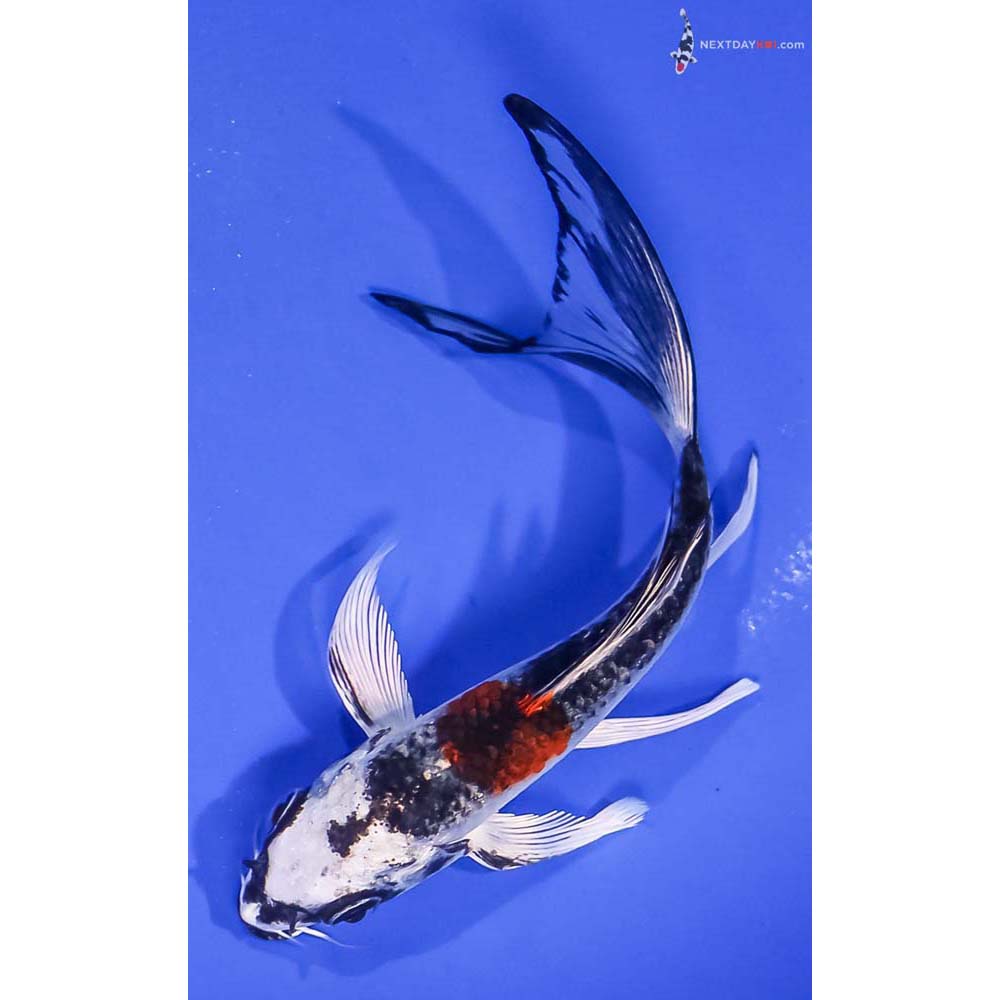 5” Imported Kujaku Butterfly Koi