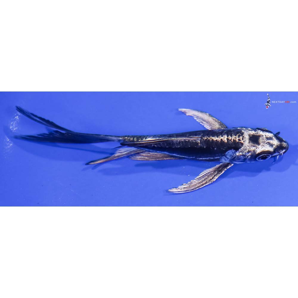 5” Imported Kikokuryu Butterfly Koi
