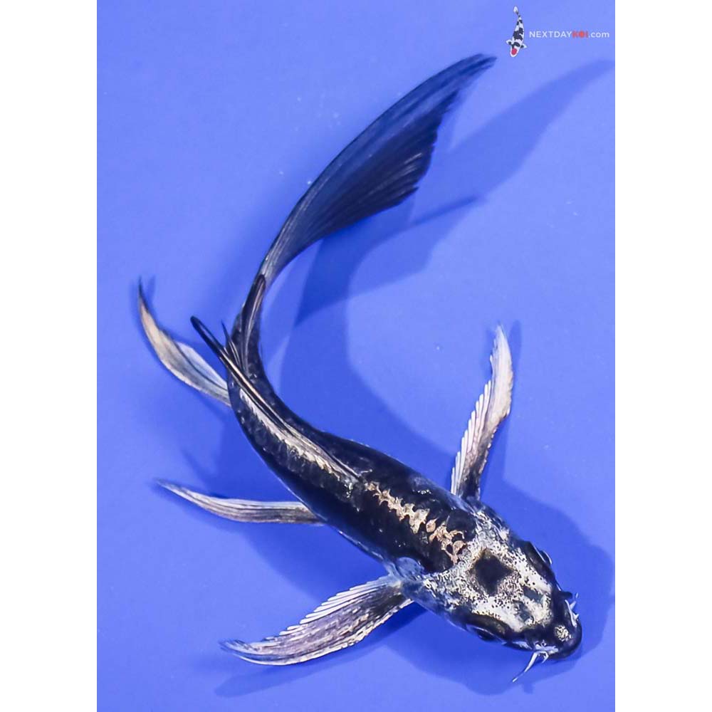 5” Imported Kikokuryu Butterfly Koi