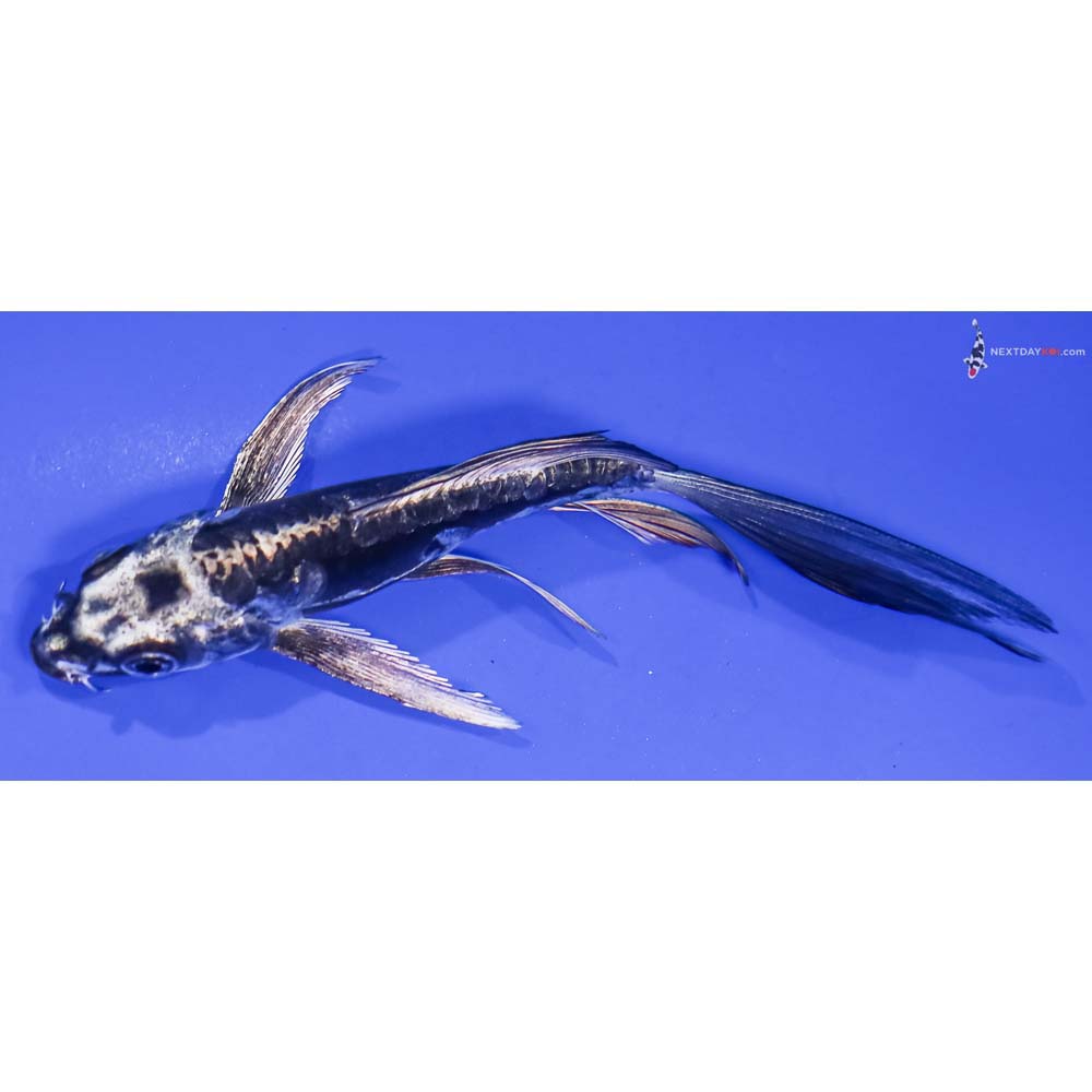 5” Imported Kikokuryu Butterfly Koi