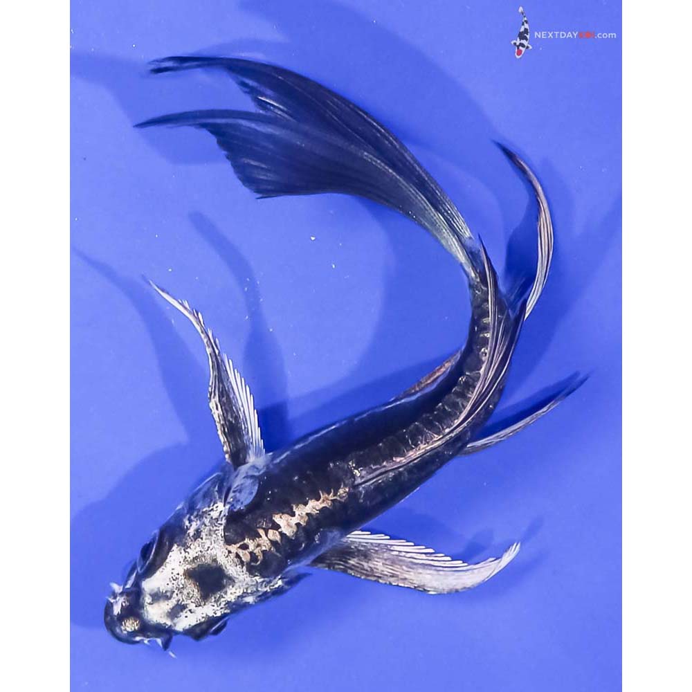 5” Imported Kikokuryu Butterfly Koi