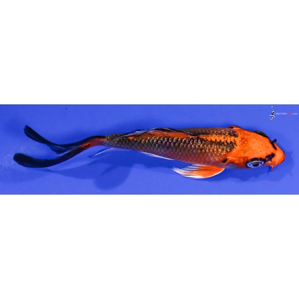 4” Imported Gin Rin Kujaku Butterfly Koi