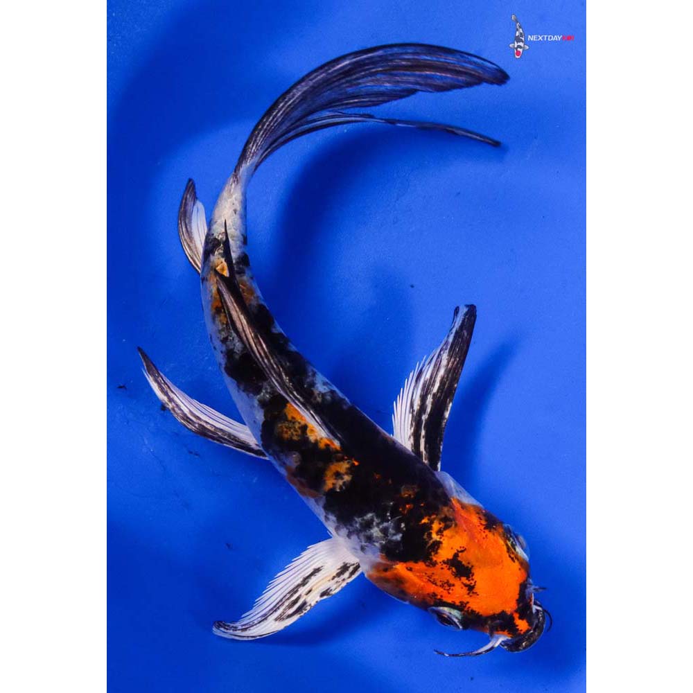 5.5” Imported Kujaku Butterfly Koi