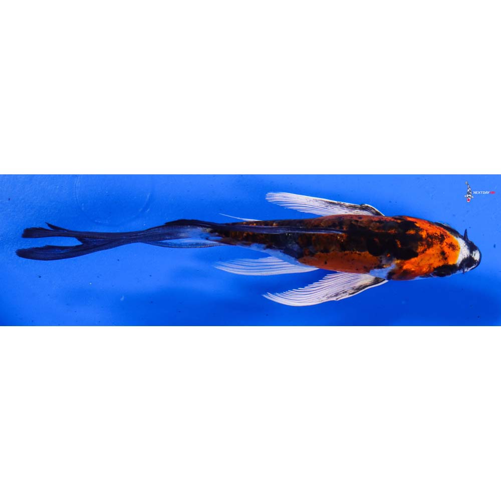 5” Imported Doitsu Kujaku Butterfly Koi