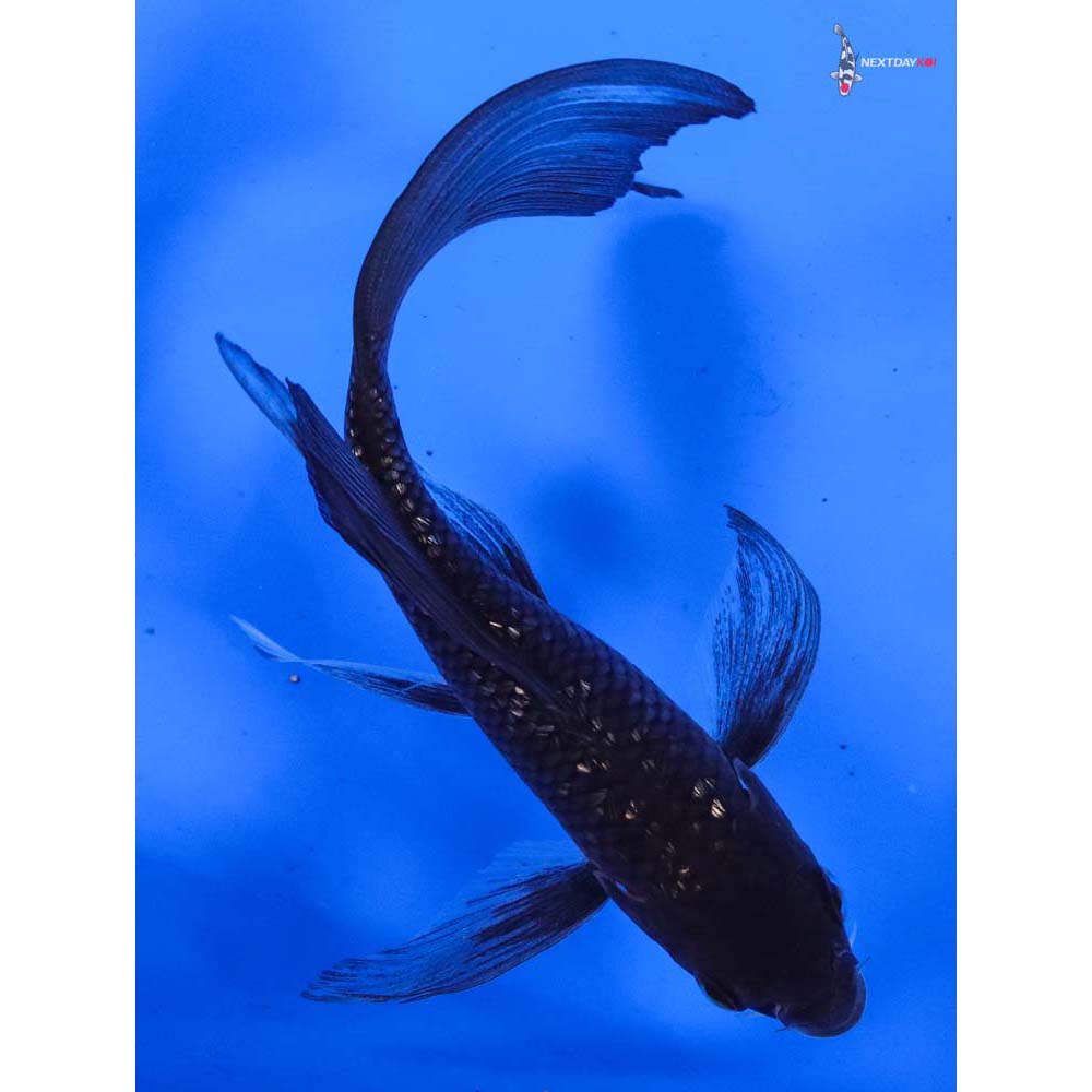 6” Imported Gin Rin Ochiba Shigure Butterfly Koi