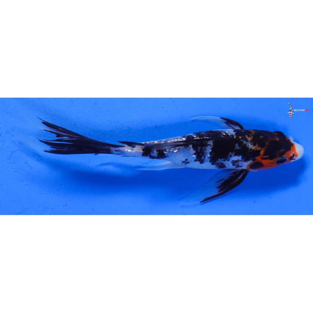 6” Imported Gin Rin Sanke Butterfly Koi