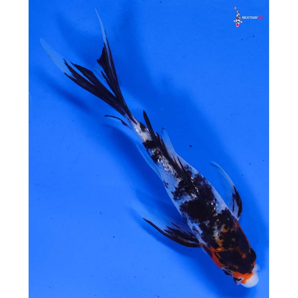 6” Imported Gin Rin Sanke Butterfly Koi